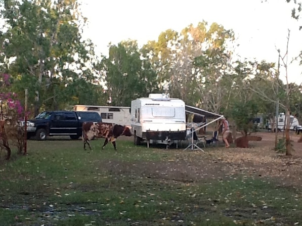 Camper hides from bull at NT park