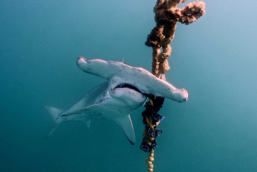 A dead scalloped hammerhead shark caught on a drumline.