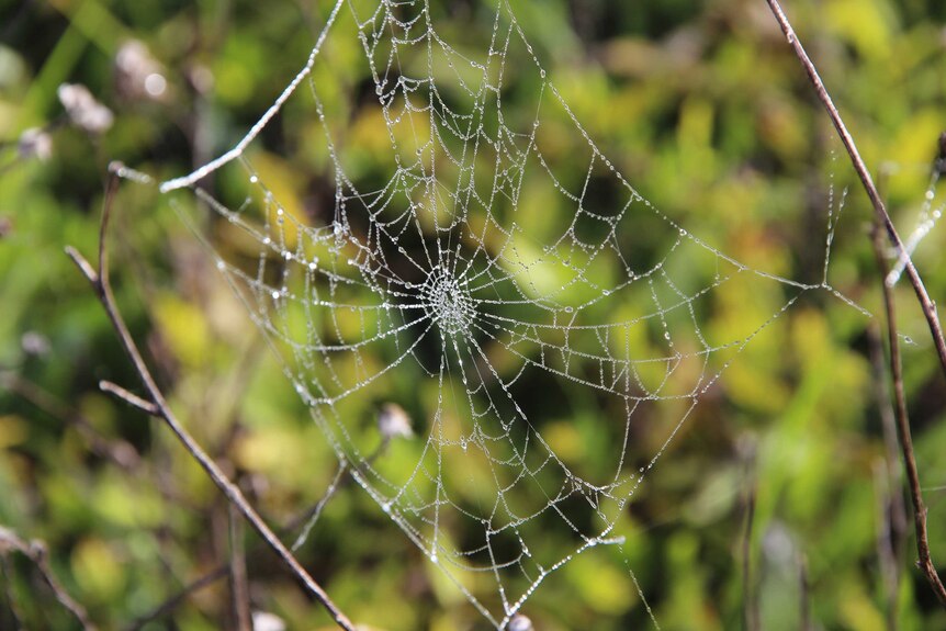 Biodiversity web