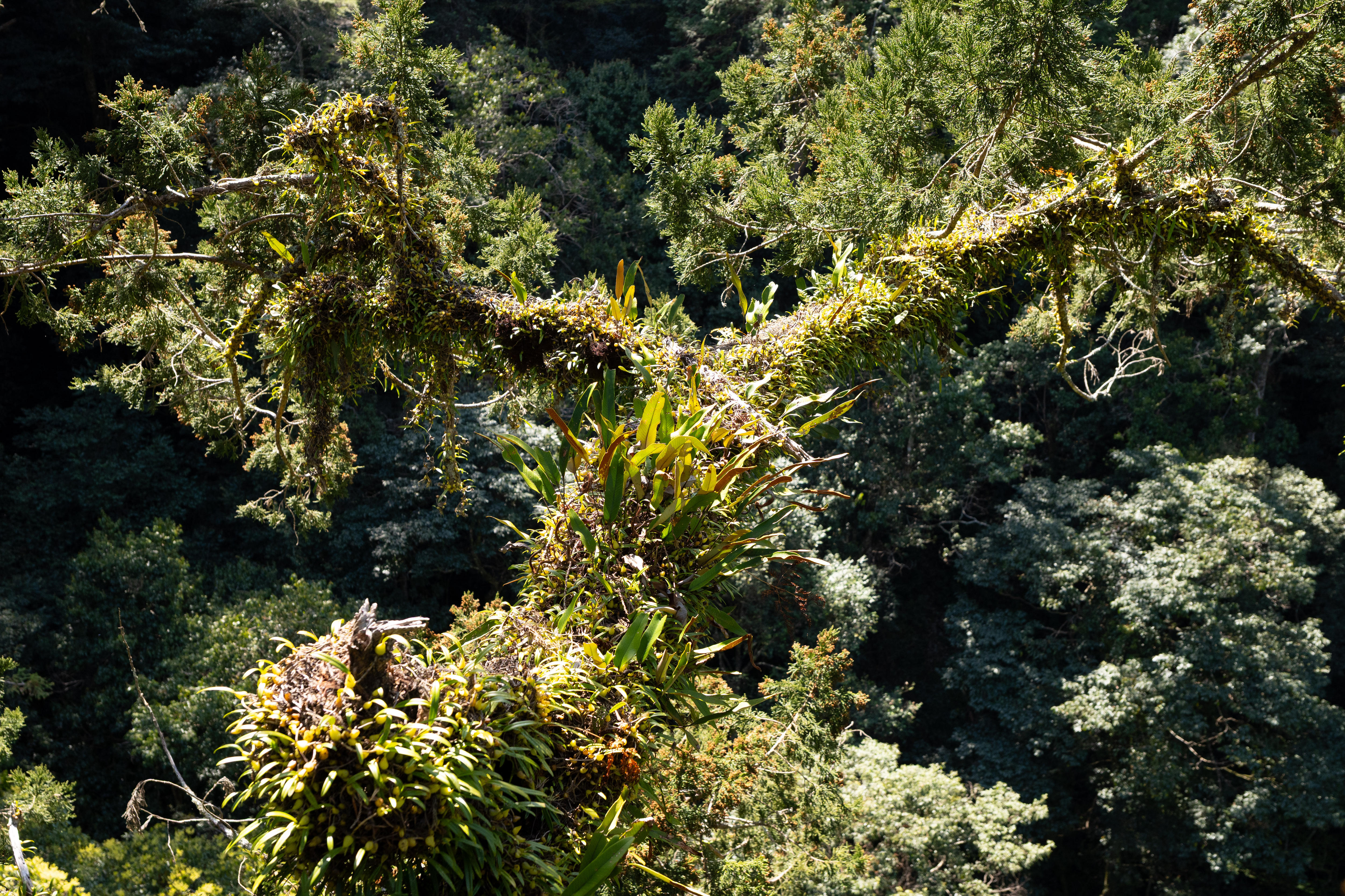 Al fondo se extiende una gran rama cubierta de diversas plantas verdes.