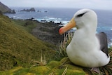 Albatross found in Chile