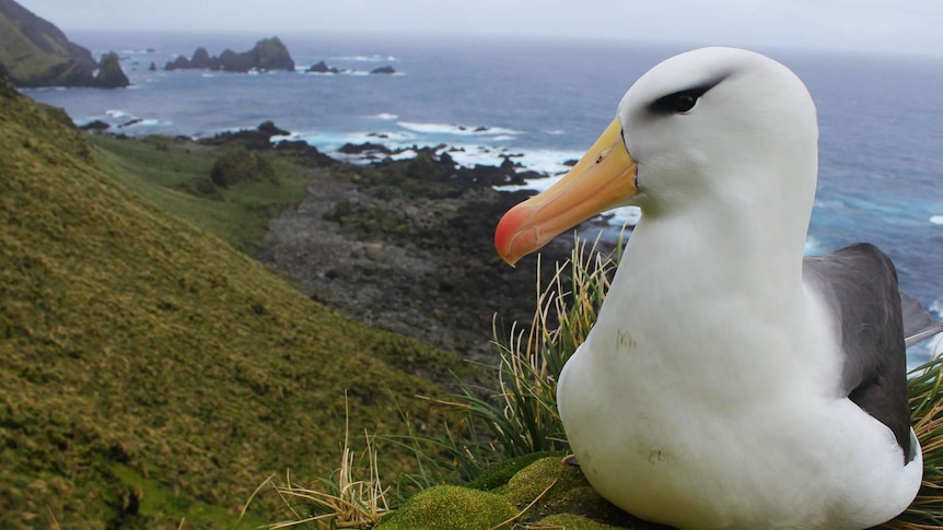 Albatross found in Chile