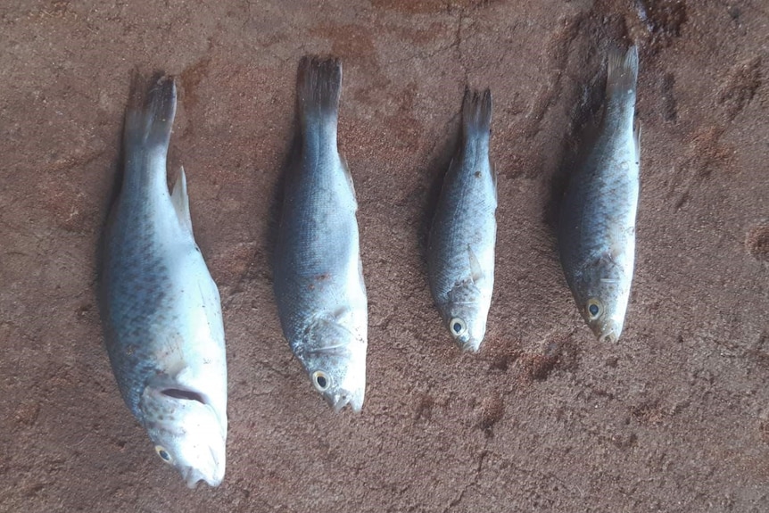 Fish in a row