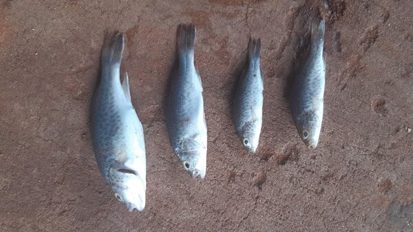 four fish lying on the road after falling out of the sky