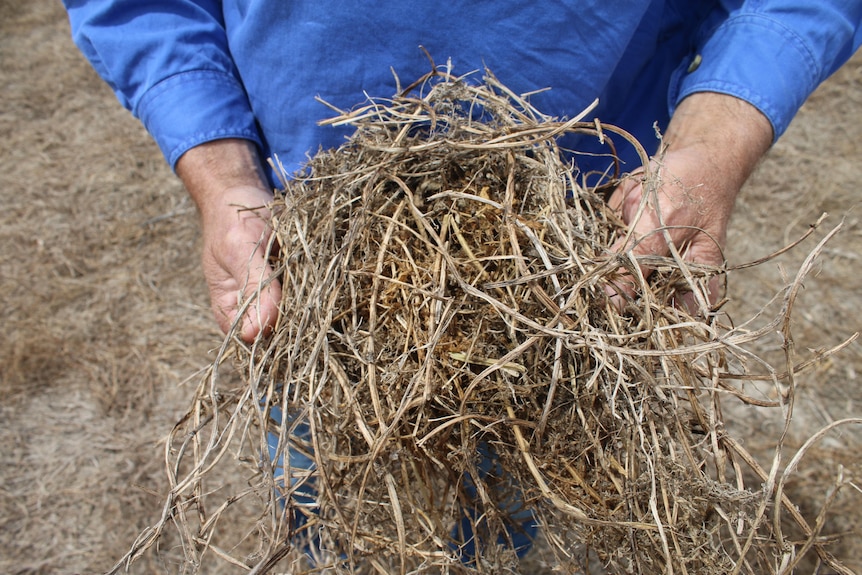 Close up photo of farmer hands holding hay-like pasture species which has dried out