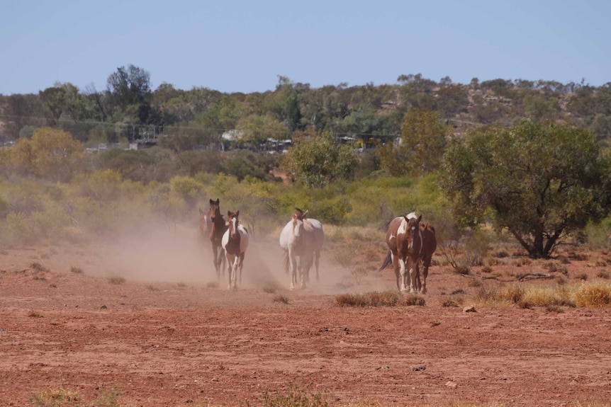 Wild horses on the move just on the outskirts of the Community