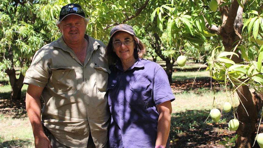 a man and a woman in a mango orchard