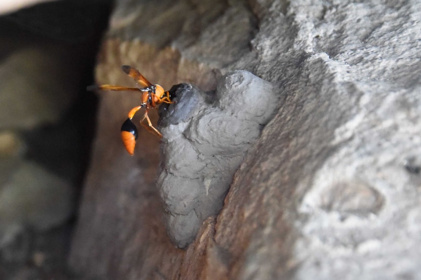 A mud wasp building a nest on a rock