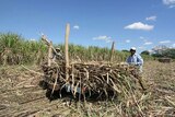 Sugar cane in Fiji