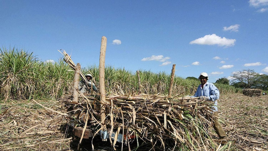 Fijian sugar cane farmers transporting harvested crops