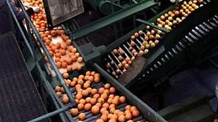 Oranges on a factory production line