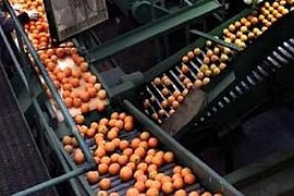 Oranges on a factory production line