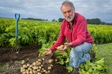 Terry Buckley kneels in a potato field holding some freshly harvested potatoes.