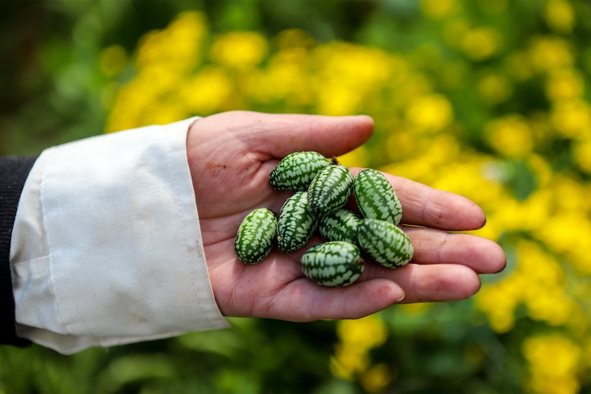 Eight small cucamelons, which are striped with green and light green colours, held in a woman's palm