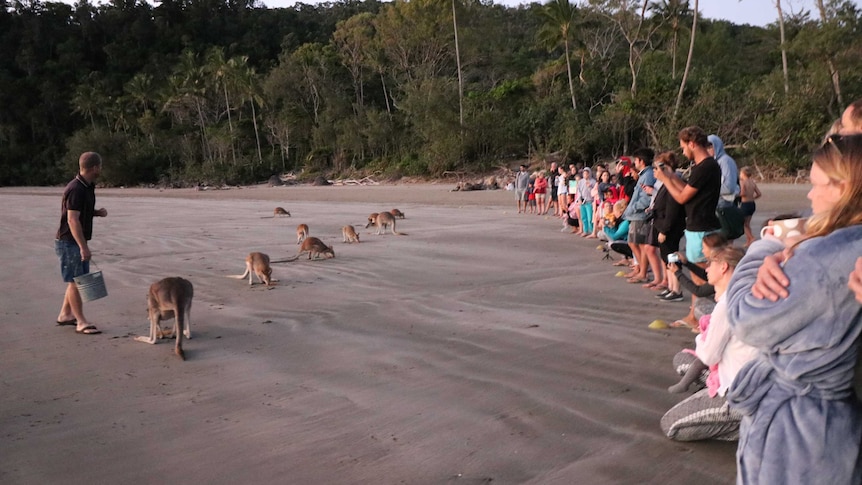 A group of people standing on the beach listening to a tour guide, as he talks and feeds kangaroos at Cape Hillsborough.