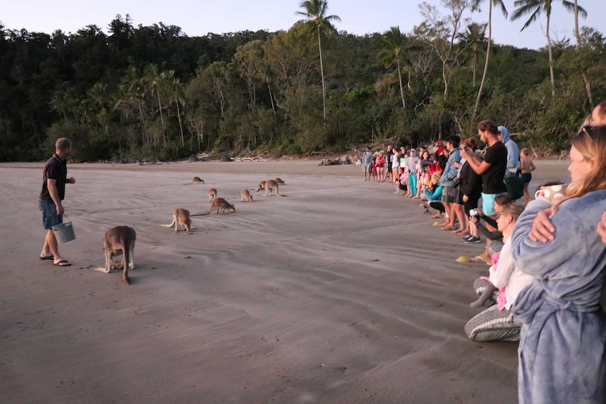 A group of people standing on the beach listening to a tour guide, as he talks and feeds kangaroos at Cape Hillsborough.