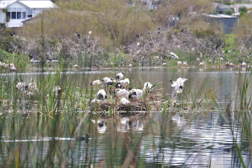A lake with houses behind it. Many medium-sized black and white birds are perched on nests, long grass, and trees on the lake.