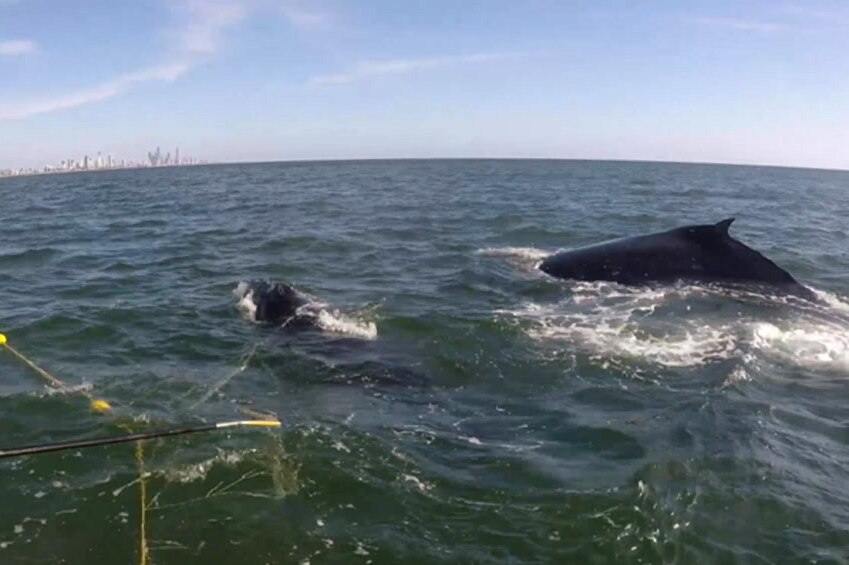A humpback whale is trapped in a shark net as a larger whale Seaworld staff say is its mother swims nearby.