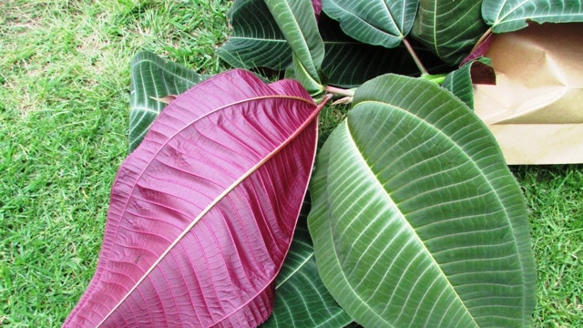 Miconia leaves