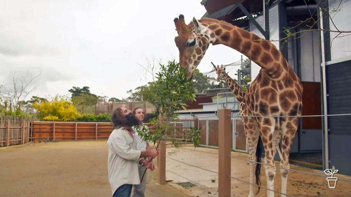 Costa feeding the giraffes at Taronga Zoo.