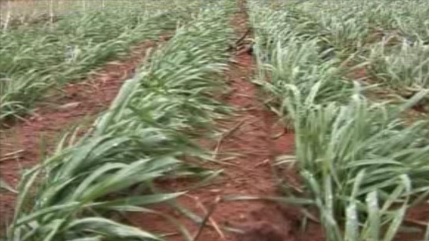 Young wheat crop