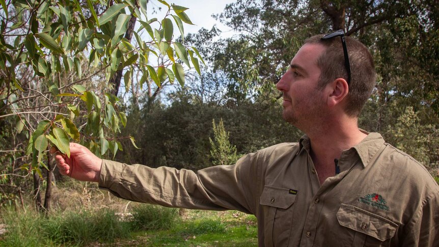 A man in a khaki shirt reaches out to touch leaves on a gum tree
