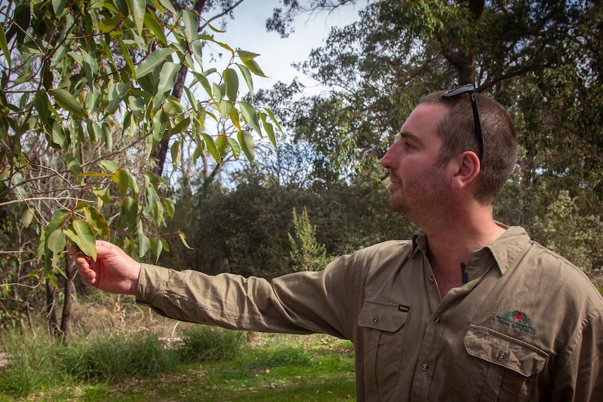 A man in a khaki shirt reaches out to touch leaves on a gum tree