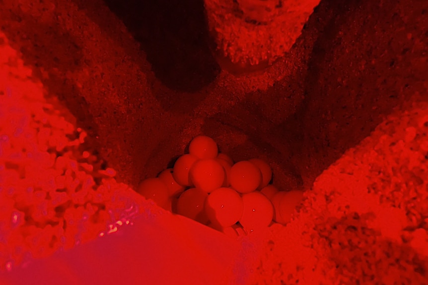turtle eggs