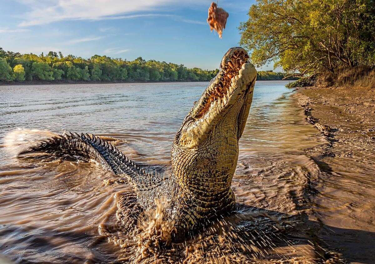 A crocodile on a riverbank, very close to the camera, reaches up to take a chicken carcass.