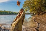 A crocodile on a riverbank, very close to the camera, reaches up to take a chicken carcass.