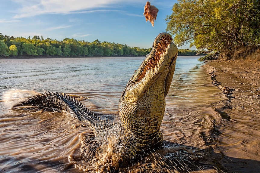 A crocodile on a riverbank, very close to the camera, reaches up to take a chicken carcass.