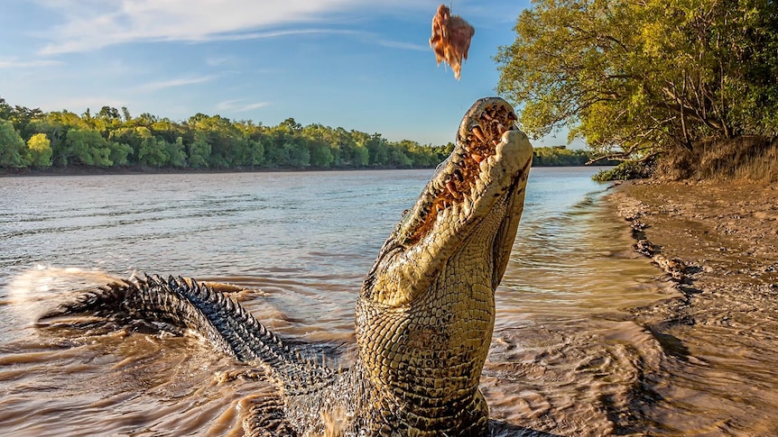 Les Australiens deviennent fous de crocodile alors que de plus en plus de gens mordent dans les produits à base de croco