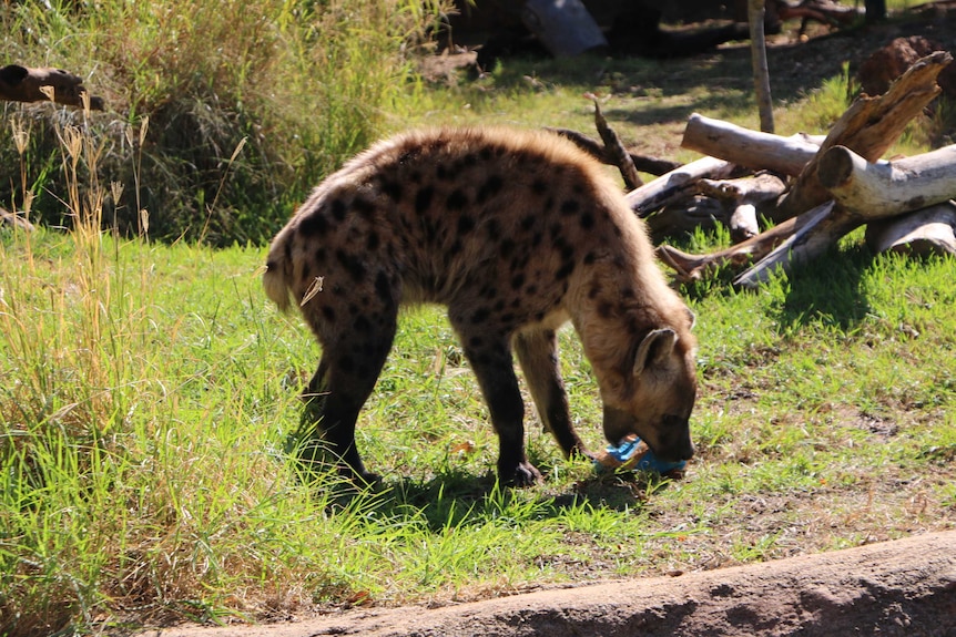 A hyena eats an Easter egg at Perth Zoo