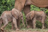 Dua gajah coklat kecil keriput berdiri saling berhadapan di depan kaki ibu mereka.