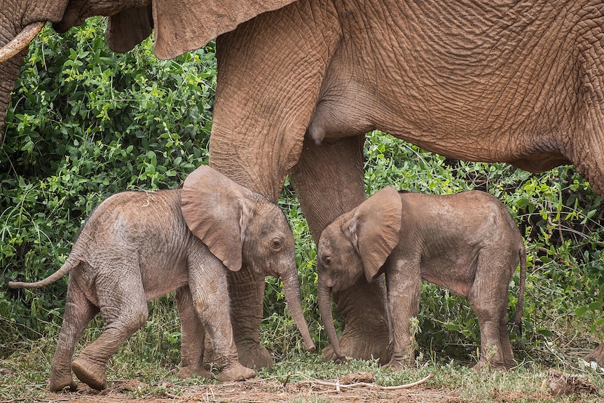 Two small, wrinkled brown elephants stand facing each other in font of their mother's legs