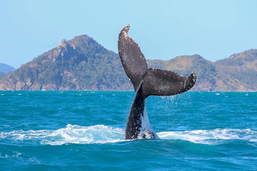 A whale's tail out of the water with coastline in the background.