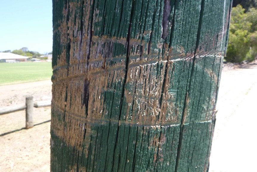 A power pole with ring marks left from the heavy steel cable that was tied to it.