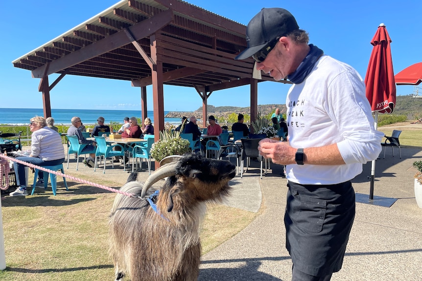 Man in a cafe uniform stands about to feed a snack to a goat on a lead, in an outdoor area, blue sky, beach, sea in background.