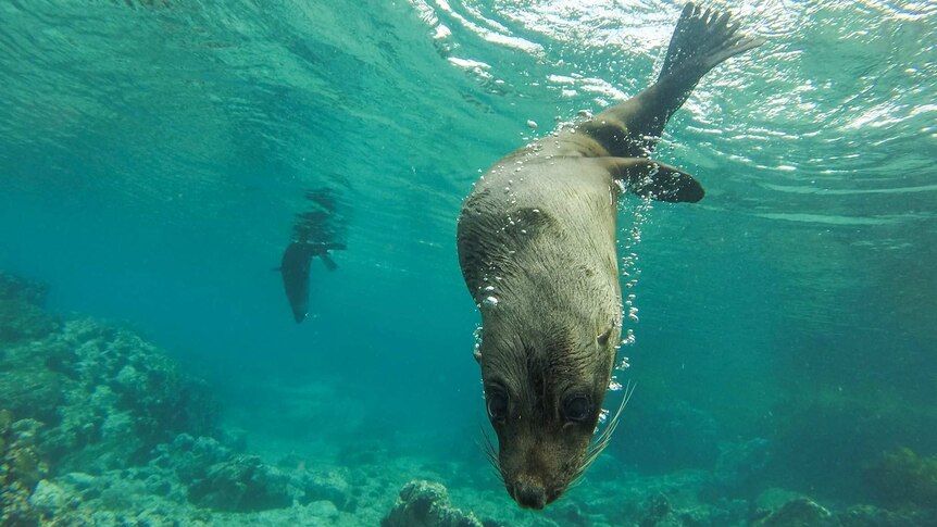 A seal swims up to the camera lens as it plays under the water.
