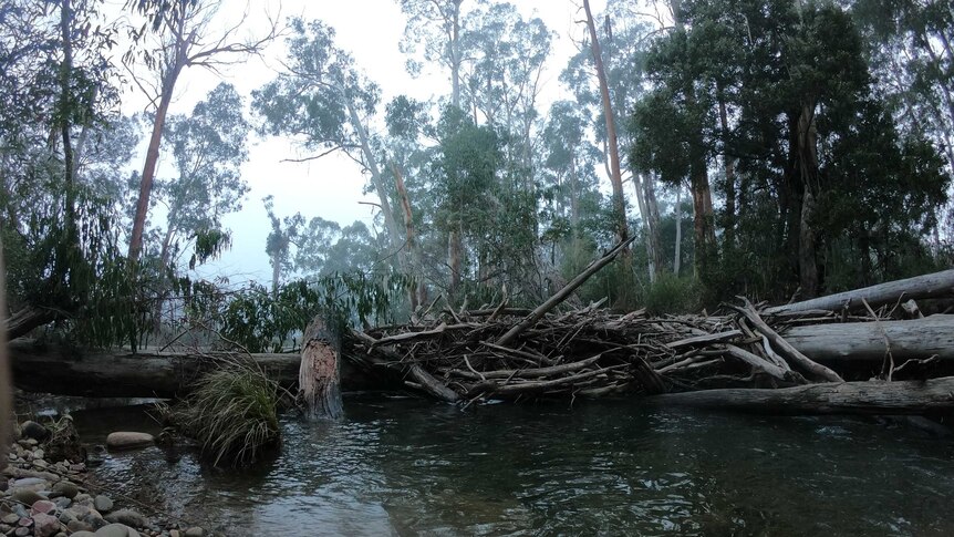 A huge pile of fallen trees and branches block a section of a small river. The scene is covered in fog.
