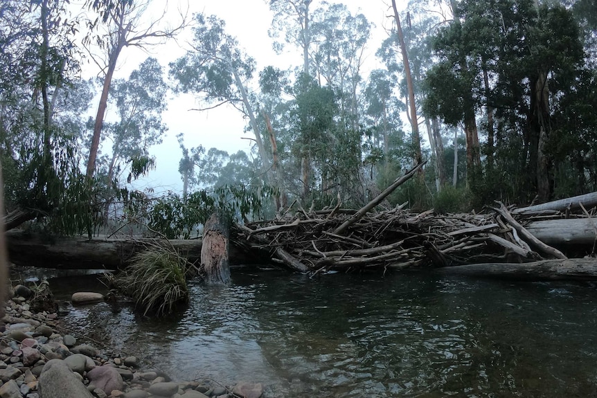 A huge pile of fallen trees and branches block a section of a small river. The scene is covered in fog.