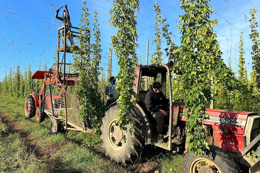 working driving red tractors tractors and harvesting hops from up high on vines 