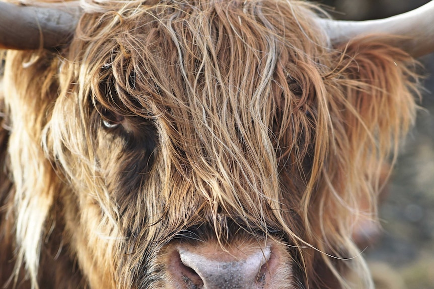 Close up of the face of a highland cow with his eyes covered in hair