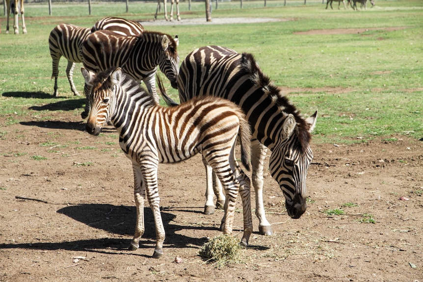 A baby zebra in front of an adult zebra