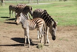 A baby zebra in a paddock with his mother.