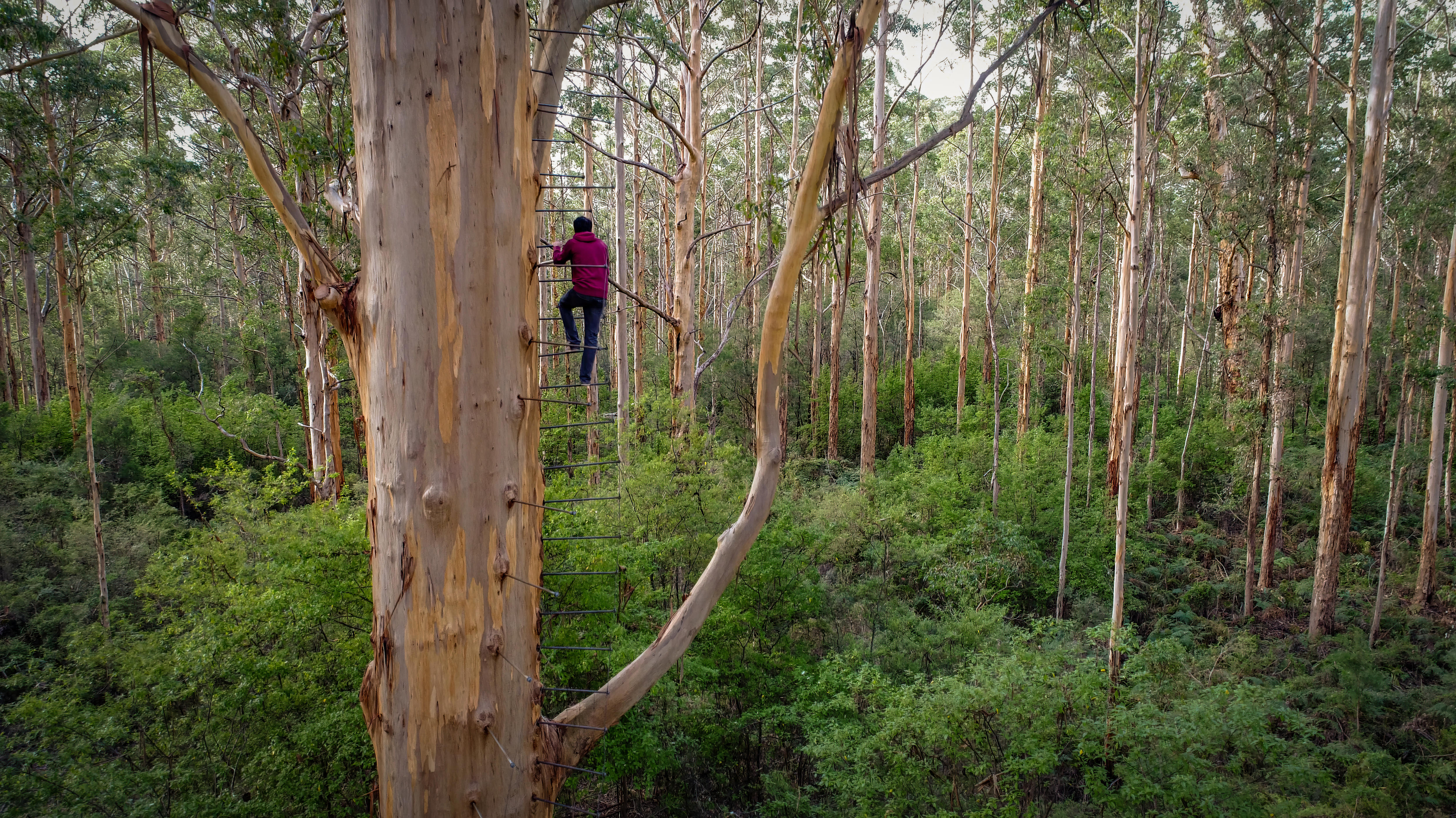 Man climbing tree in forest