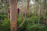 Man climbing tree in forest