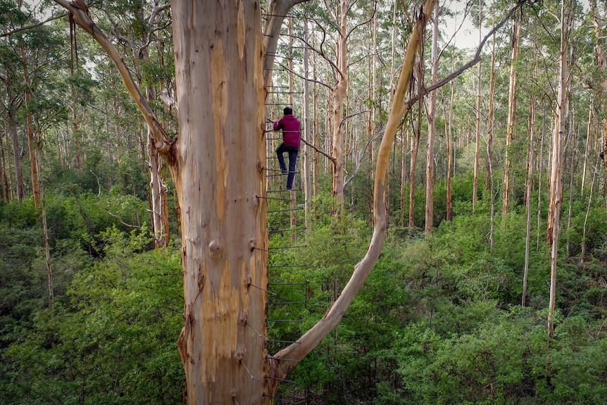 Man climbing tree in forest