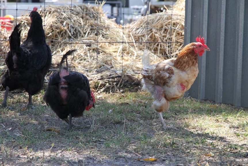 rescued hens that are missing feathers