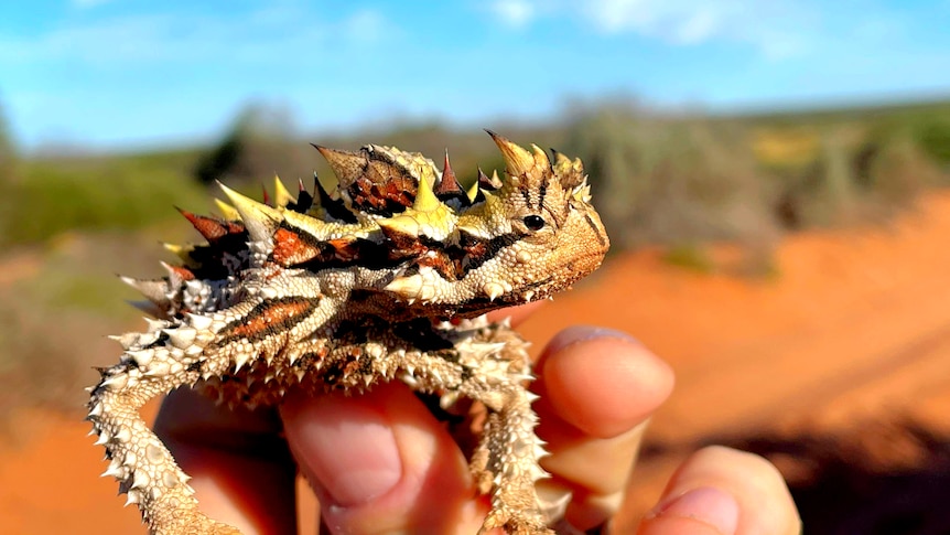 The front half of a thorny devil looking sideways to the right of screen is grasped in an left-hand close-up at a dirt track.